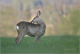 <p>SRNEC OBECNÝ (Capreolus capreolus) Šluknovsko - Jiříkov (European roe deer / Europäisches Reh</p>